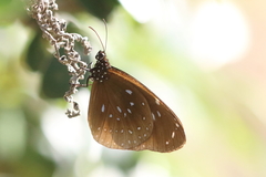 Euploea lewinii