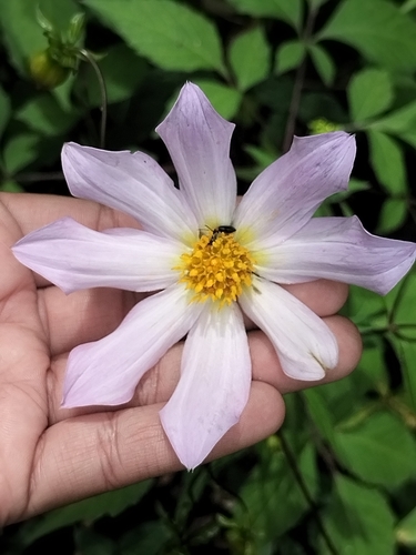 Dahlia sherffii, photograph 3
