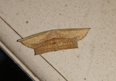 Phalacra vidhisara