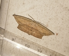 Phalacra vidhisara