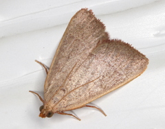 Hypsopygia albidalis