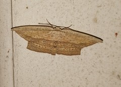 Phalacra vidhisara