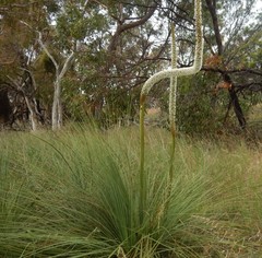 Xanthorrhoea caespitosa