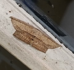 Phalacra vidhisara