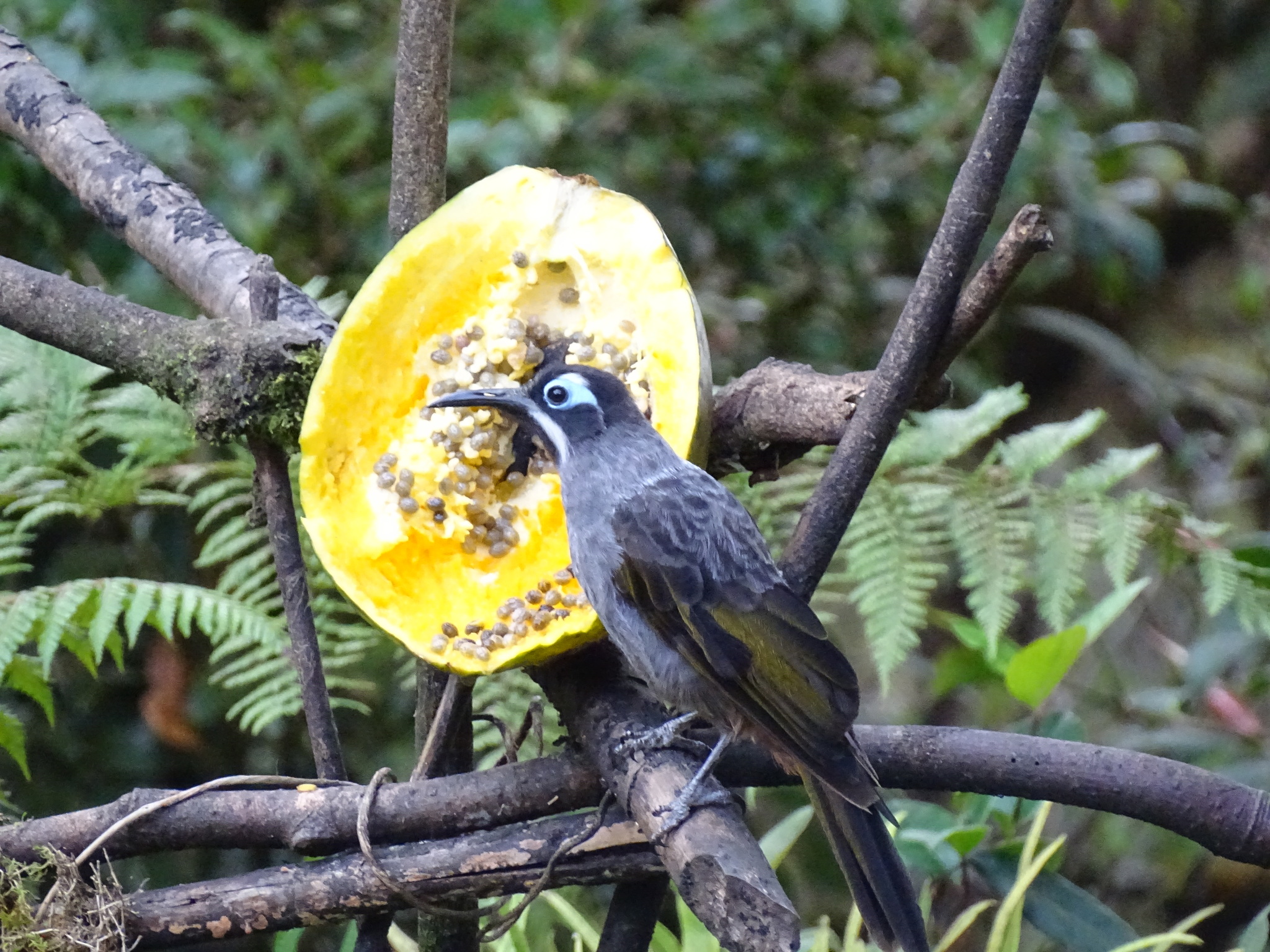 Belford's Melidectes (Melidectes belfordi), photo 1