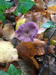 Laccaria amethystina