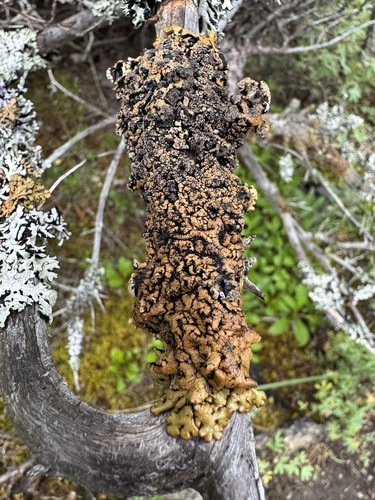 Hypogymnia bitteri, 2025-08-06