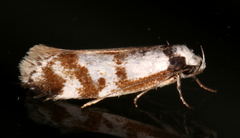 Palimmeces variegata