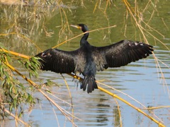 Phalacrocorax carbo hanedae