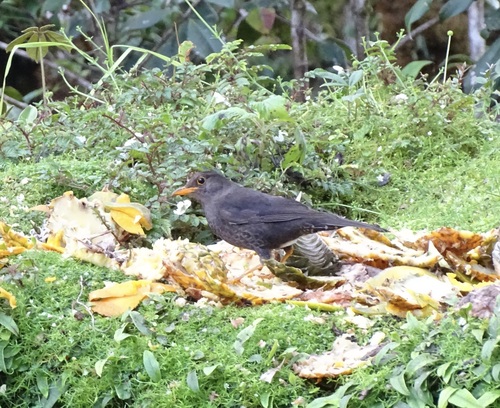 Papuan Island Thrush (Turdus papuensis), photo 9