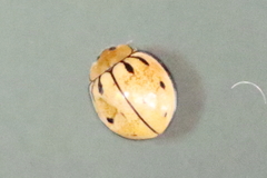 Microcaria mulsanti