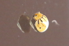 Microcaria mulsanti