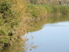 Phalacrocorax carbo hanedae