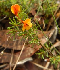 Pultenaea laxiflora