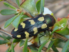 Castiarina decemmaculata