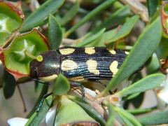 Castiarina decemmaculata