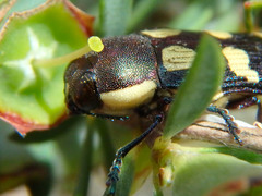 Castiarina decemmaculata