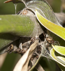 Xysticus bimaculatus
