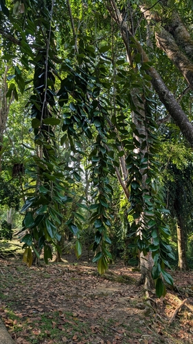 Shorea pinanga observed 2025-08-26