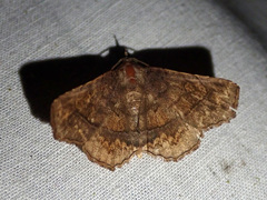 Pangrapta holophaea