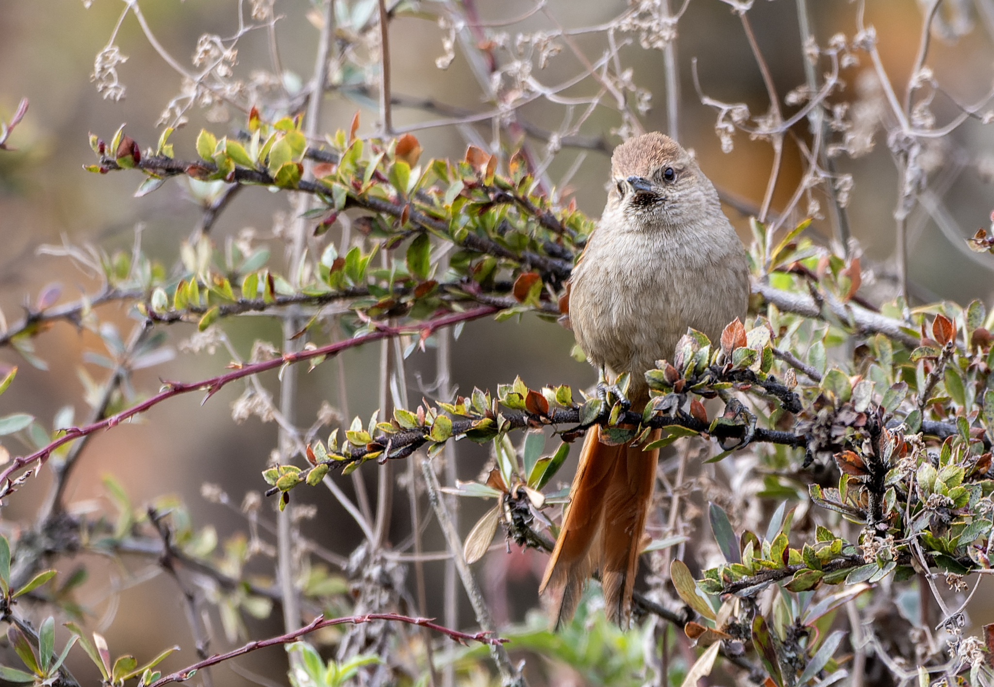 Rusty-fronted Canastero (Asthenes ottonis), photo 5