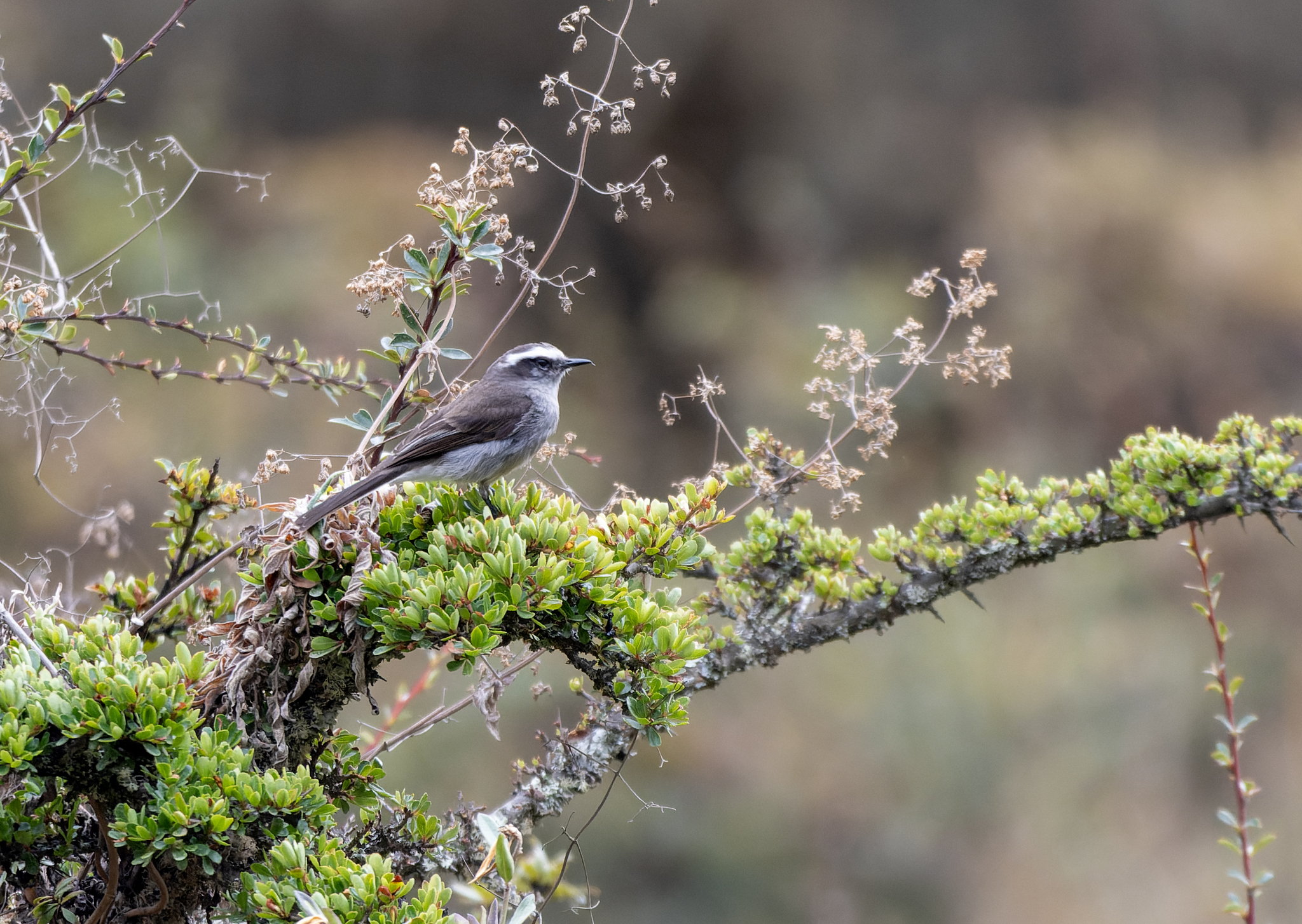White-browed Chat-Tyrant (Ochthoeca leucophrys), photo 4