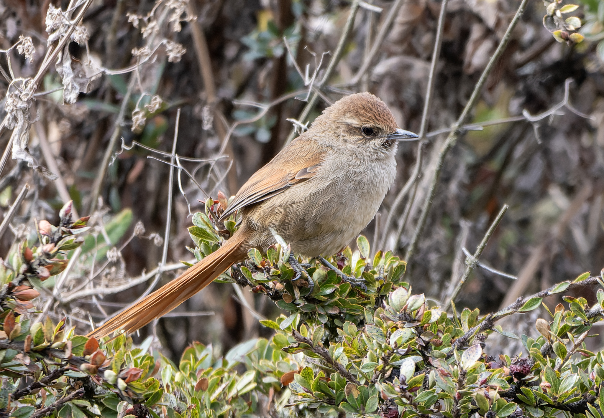 Rusty-fronted Canastero (Asthenes ottonis), photo 4