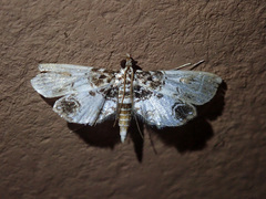 Paracymoriza albifascialis