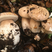 Barrow's Bolete - Photo (c) Damon Tighe, some rights reserved (CC BY-NC), uploaded by Damon Tighe