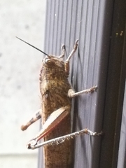 Anacridium aegyptium