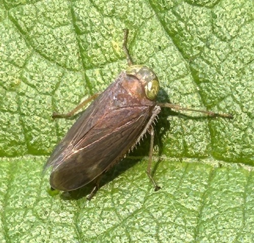 Coppery Leafhopper photo 3