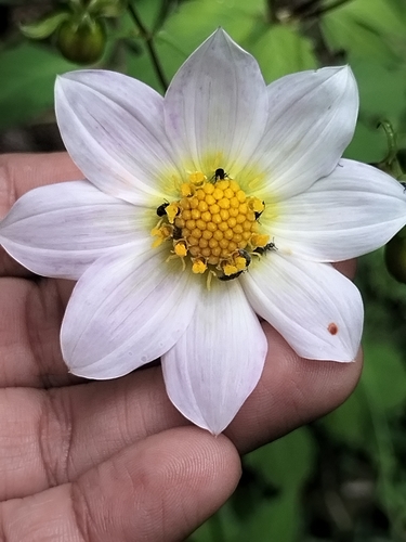 Dahlia sherffii, photograph 2