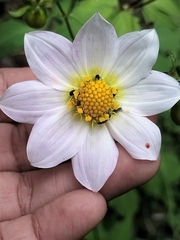 author not stated, no rights reserved Dahlia sherffii, photograph author not stated, no rights reserved