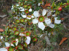 Castiarina xanthopilosa
