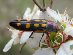 Castiarina xanthopilosa