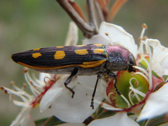 Castiarina xanthopilosa