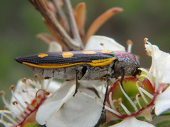 Castiarina xanthopilosa