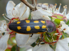 Castiarina xanthopilosa