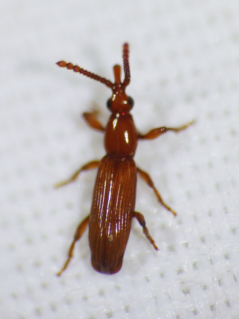 Microtrachelizus queenslandicus