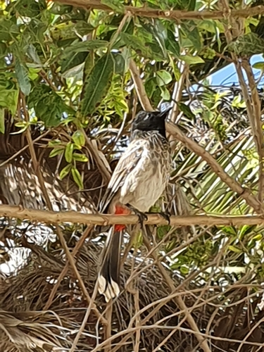 Red-vented Bulbul (Pycnonotus cafer), photo 7