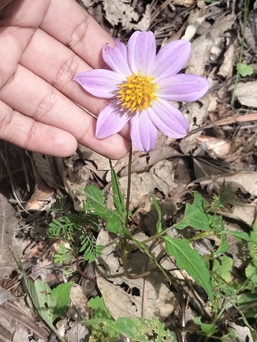 Dahlia sherffii