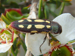 Castiarina parallela
