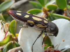 Castiarina parallela