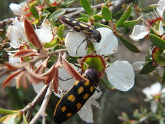 Castiarina parallela