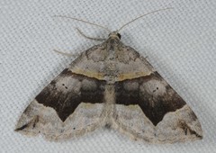Scotopteryx moeniata