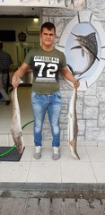 Mustelus mustelus