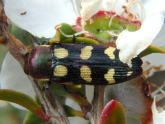 Castiarina decemmaculata