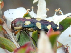 Castiarina decemmaculata