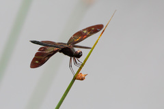 Rhyothemis aterrima