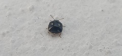 Coptosoma variegatum